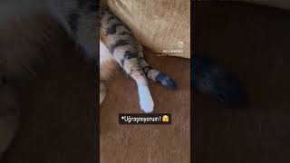 KEDİLERİN DÖKÜLEN TÜYLERİ İLE BAŞ ETME YÖNTEMİ [upl. by Noiemad]