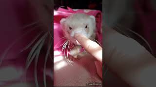 Random ferret fun times ferret ferrets huron fluffyferretboychonky ferretlife ferretsplaying [upl. by Nahta]