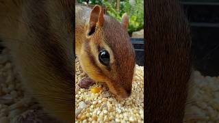 FEEDING CHIPMUNKS PEANUTS 🥜🐿😋 shorts [upl. by Billen521]