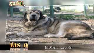 SABÍAS QUE El Mastín imperial Leonés EN CAZURRINES TV [upl. by Sonahpets]