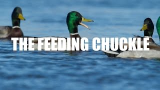 Mallard Calling — Feeding Chuckle [upl. by Esylle]