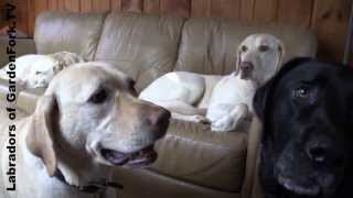 Labs Playing on the Couch  GardenFork Labradors 9 [upl. by Darb]