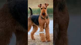 Airedale Terrier 🐕 [upl. by Calder]