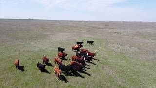 REAL Cowboys of the Texas Panhandle Working Cattle [upl. by Ahseit]