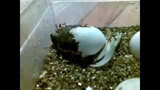 Yellowfoot tortoise hatching 1 Reptile Village Ireland [upl. by Leta]