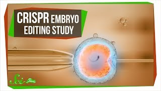 What the CRISPR Embryo Editing Study Really Taught Us [upl. by Gardner]