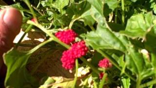 Strawberry Spinach aka Beetberry or Chenopodium capitatum [upl. by Ahseekan]