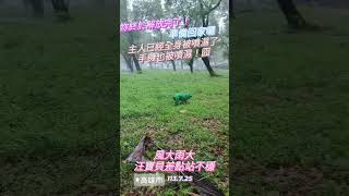 穿雨衣的狗狗遇颱風typhoon外出解放生理需求暴風雨高雄颱風尾 [upl. by Kline]