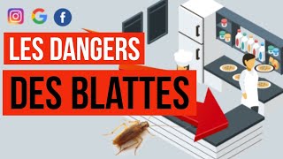 Désinsectisation  Quels sont les dangers et les risques sanitaires causés par les blattes cafards [upl. by Goldfarb]