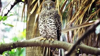 Profile of Australias largest owl  the Powerful Owl [upl. by Tallia]