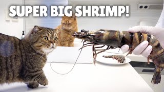 My Cats Went Crazy for Black Tiger Shrimp  Kittisaurus [upl. by Ching]