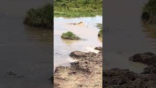 Cá sấu tấn công khỉ đầu chó  Crocodile attacks a baboon crocodile baboon viralvideo kill [upl. by Airehtfele]