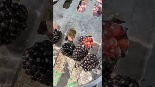 Picking Blackberry picking blackberry mygarden organic garden like subscribe [upl. by Chip]