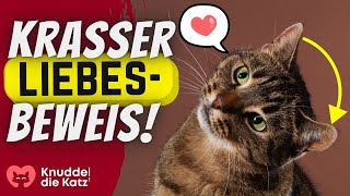 10 kuriose Arten deiner Katze dir ihre Zuneigung zu zeigen [upl. by Buff]