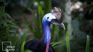 Cassowary Sound Human Bird Attacks Roar Fight Running Call Kick Vs Ostrich Chick Meat Lion [upl. by Miett]