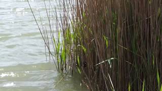 Rook Lake  Rookery Waters Overview [upl. by Voss665]