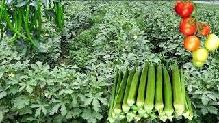 Great Companion Plants For Okra To Miximize Productivity A Simple Guide To Intercropping [upl. by Orozco]