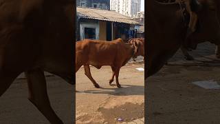 Gaay mata 🐄 shorts trendingshorts youtubeshorts iamharry gaymata viralshorts cowvideos cow [upl. by Enohpets355]