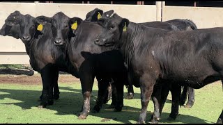 JampJ Cattle Co Auction Lot 1 Registered Ultra Black Replacement Heifers [upl. by Nyllewell]