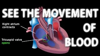 The Pathway of Blood Flow Through the Heart Animation [upl. by Norven]