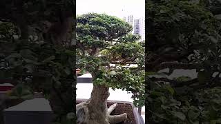 TUGAS VITEX PARVIFLORAbonsai trendingshorts subscribers subscribe shorts short viralshorts [upl. by Anoerb648]