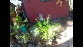 Chamaerops humilis palm looking good late Winter [upl. by Ecenahs]