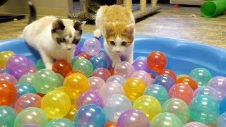 Cute Kittens Play in Ball Pit [upl. by Winfield164]