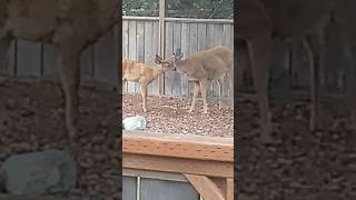 Lick my fur deer wildlife babyanimals animals deer neighborhood meeting [upl. by Blumenfeld]