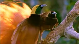 Birds of Paradise Mating Dance  Battle of the Sexes  BBC Earth [upl. by Lynnea]