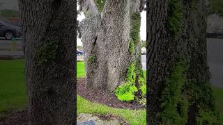 Daytona Beach 250 Year Old THOBURN OAK historic oaktree daytona [upl. by Cost]