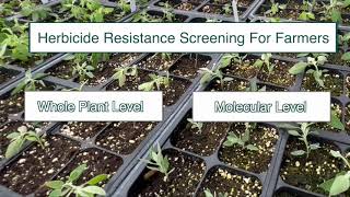 Herbicide Resistance Testing Can Be Hard to Find Here’s What Montana State Offers [upl. by Necyla389]