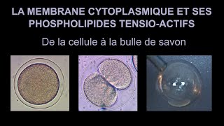 Membrane cytoplasmique et bulle de savon  une histoire de molécules tensioactives [upl. by Rhyner]