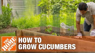 How to Grow Cucumbers  Planting Cucumbers  The Home Depot [upl. by Neirbo]