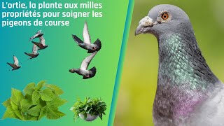 L’ortie la plante aux milles propriétés pour soigner les pigeons de course [upl. by Zigrang]