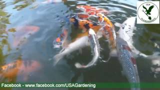 Koi Fish Pond  Water Garden Ideas [upl. by Ary873]