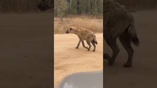 The Insane Biology of The Spotted Hyena l HairRaising Hyena Moments hyena animals [upl. by Kassab345]