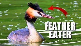 Grebe Facts its a WEIRD BIRD 🦆 Animal Fact Files [upl. by Crompton623]