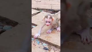 OMG Baby cute klor Rin learns to walk very far [upl. by Samy]