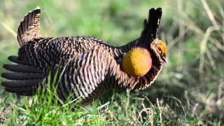 Attwaters Prairie Chicken Booms [upl. by Talich]