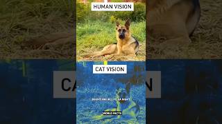 Animals light vision science sciencefacts [upl. by Kelley140]