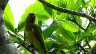 Aratinga pertinax  Brownthroated Parakeet  St Thomas Conure [upl. by Atener]