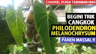 Eps 194 BEGINI TEKNIK CANGKOK PHILODENDRON MELANOCHRYSUM EFEKTIF DAN PANEN MASSAL [upl. by Asin318]