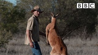 Dont mess with Roger the Kangaroo  Kangaroo Dundee  BBC [upl. by Mcclelland]