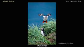 Puffins in Iceland [upl. by Anrol]