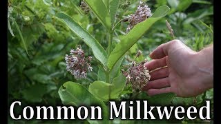 How To Identify Common Milkweed  Asclepias syriaca [upl. by Onia]