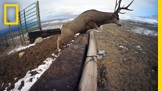 A Deer Migration You Have to See to Believe  National Geographic [upl. by Prady]