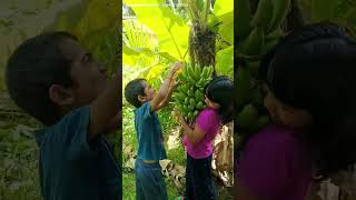 റൊബസ്റ്റ പഴത്തിന്റെ ഗുണങ്ങൾ എന്തെല്ലാം robusta banana robusta banana benefits [upl. by Lytsirhc]