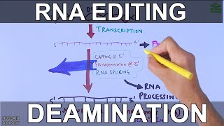 RNA Editing Process [upl. by Lenra]