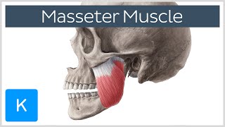 Masseter Muscle Origin Insertion Innervation amp Function  Anatomy  Kenhub [upl. by Obeded]