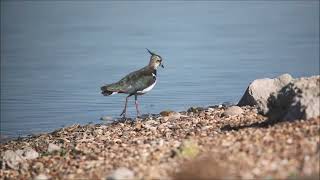 Vanneau huppé  Lapwing [upl. by Anyer]